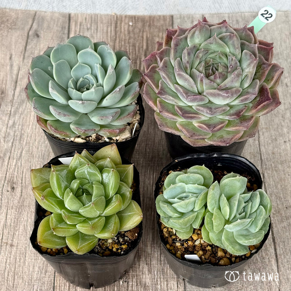 6-seedling set (Chanhee Farm) [Tawawa House seedlings]