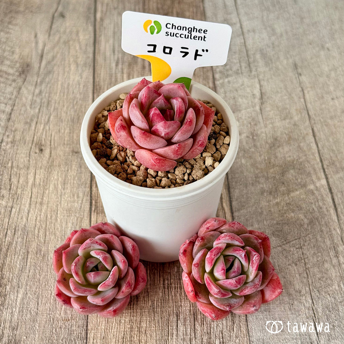 New Arrivals: Ice Green