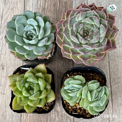 6-seedling set (Chanhee Farm) [Tawawa House seedlings]