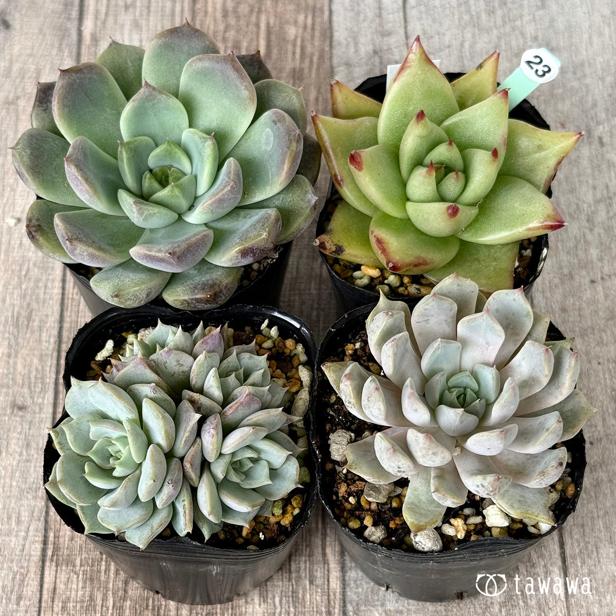 6-seedling set (Chanhee Farm) [Tawawa House seedlings]