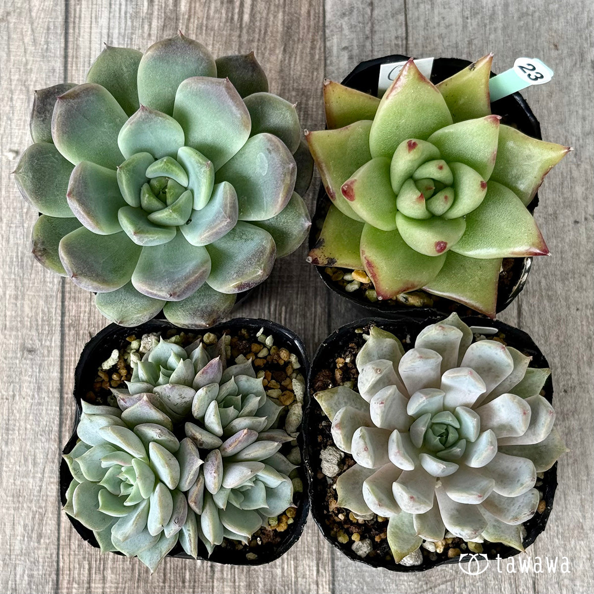6-seedling set (Chanhee Farm) [Tawawa House seedlings]