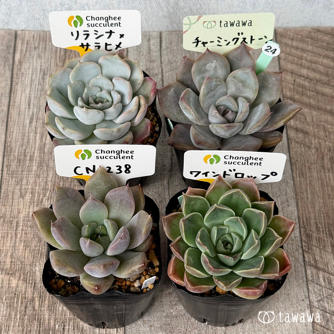 6-seedling set (Chanhee Farm) [Tawawa House seedlings]