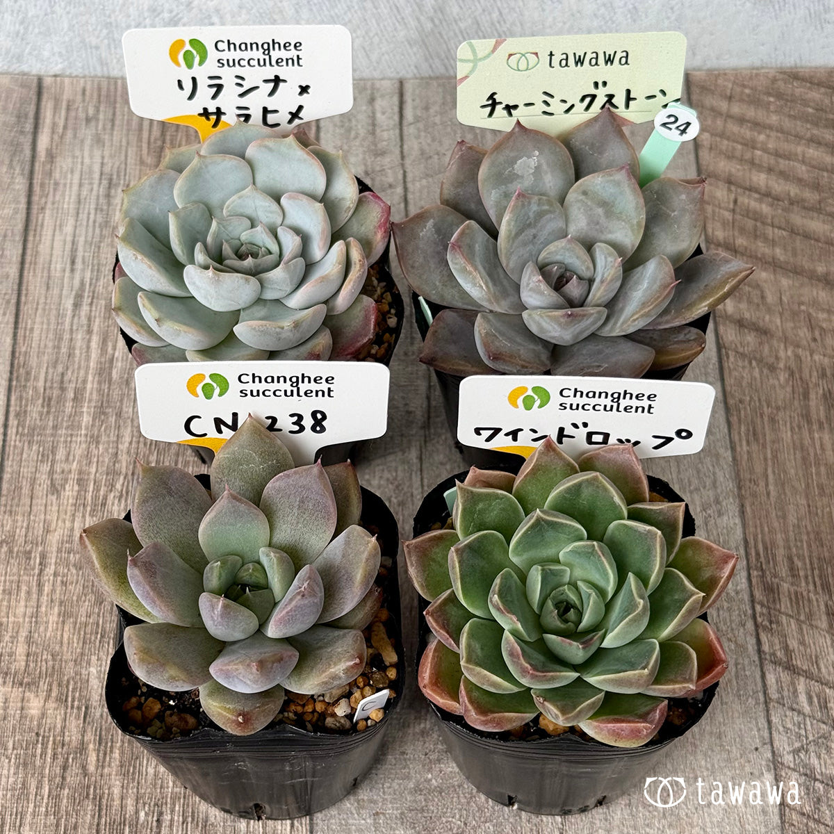 6-seedling set (Chanhee Farm) [Tawawa House seedlings]