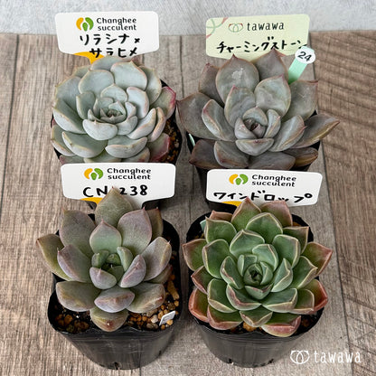 6-seedling set (Chanhee Farm) [Tawawa House seedlings]