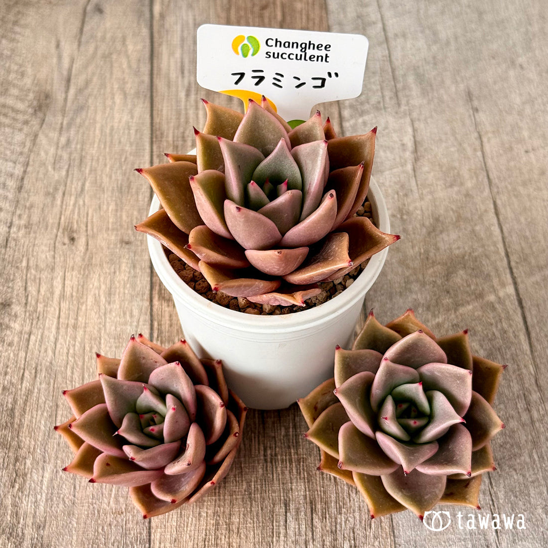 New Arrivals: Ice Green