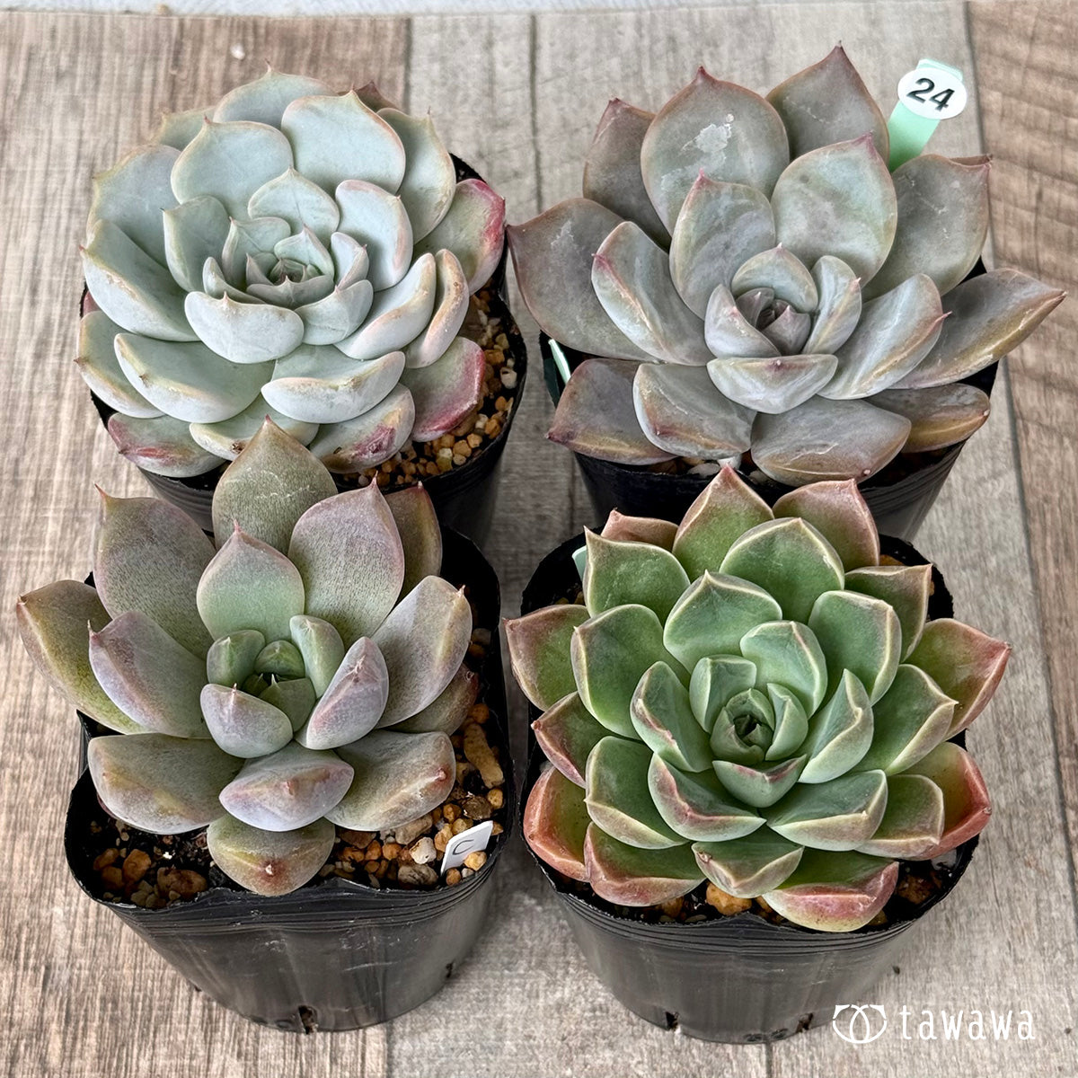 6-seedling set (Chanhee Farm) [Tawawa House seedlings]