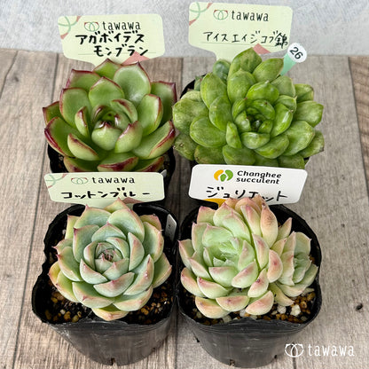 6-seedling set (Chanhee Farm) [Tawawa House seedlings]