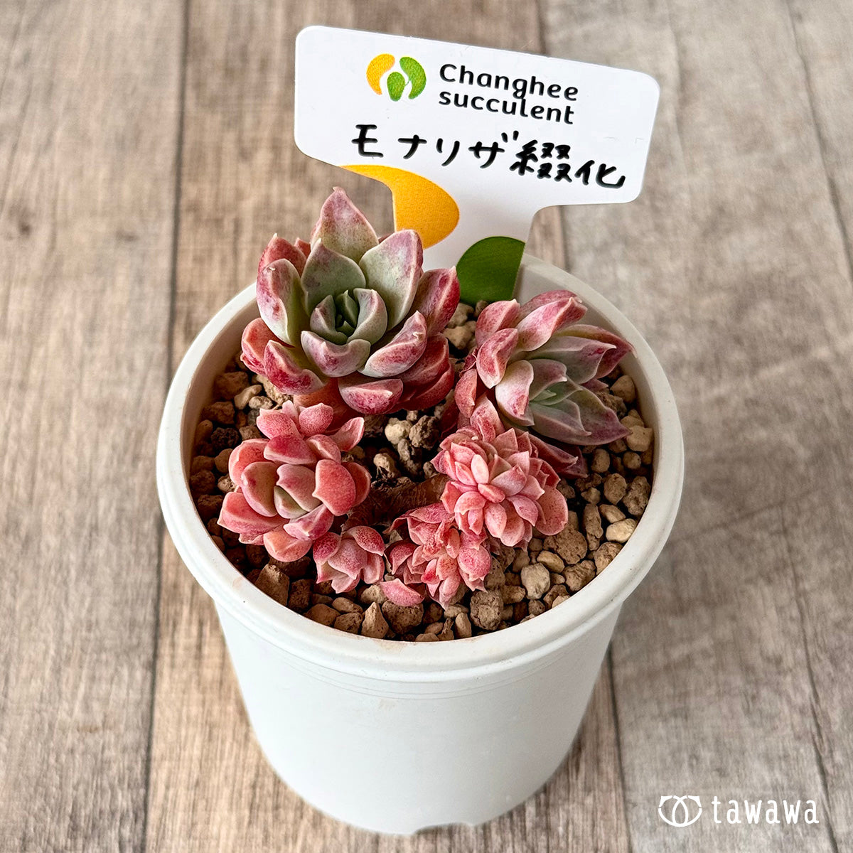 モナリザ綴化（チャンヒー農園苗）