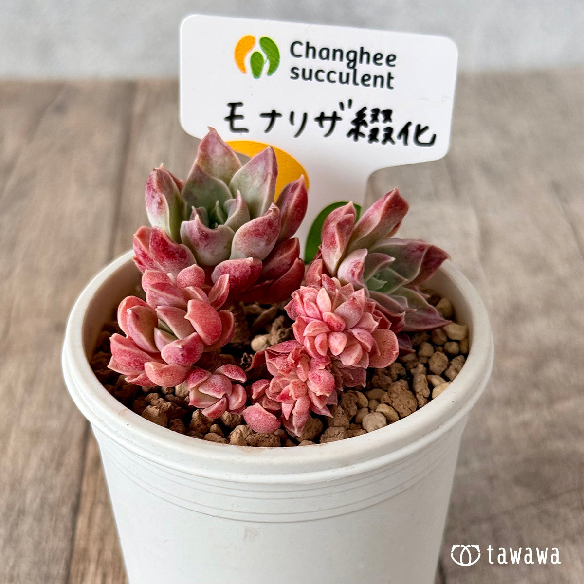 モナリザ綴化（チャンヒー農園苗）