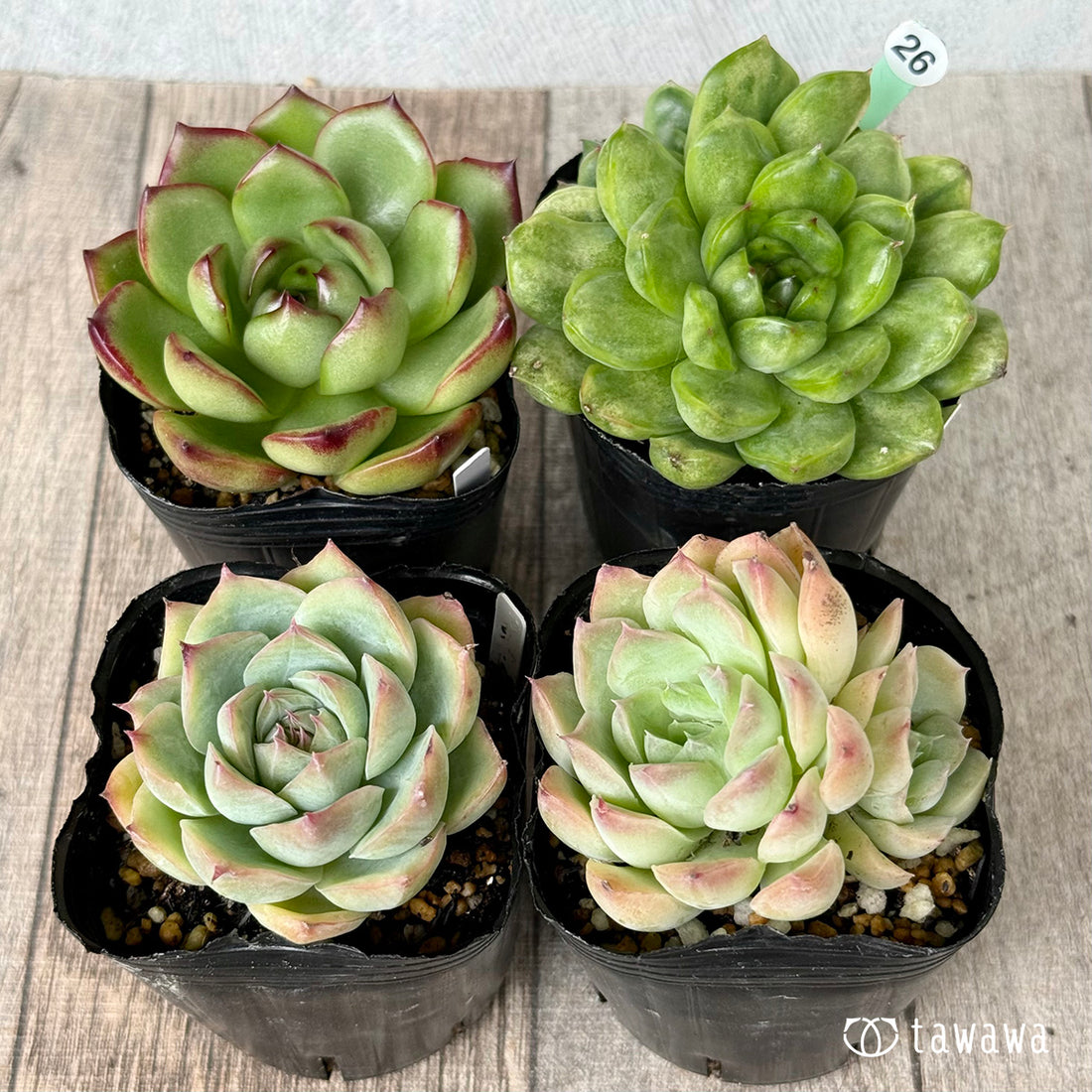 6-seedling set (Chanhee Farm) [Tawawa House seedlings]