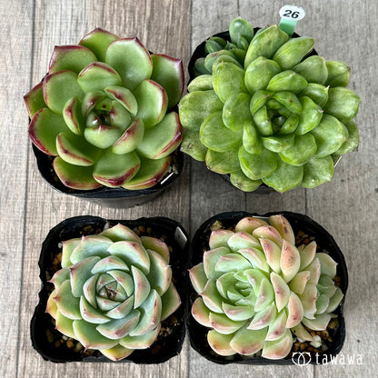 6-seedling set (Chanhee Farm) [Tawawa House seedlings]