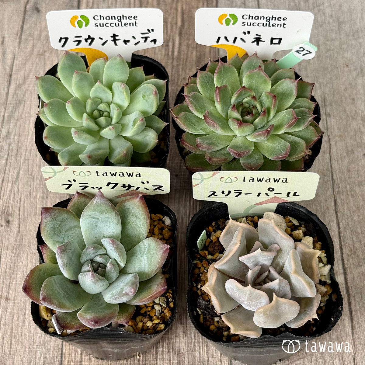 6-seedling set (Chanhee Farm) [Tawawa House seedlings]