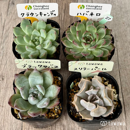 6-seedling set (Chanhee Farm) [Tawawa House seedlings]