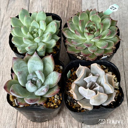6-seedling set (Chanhee Farm) [Tawawa House seedlings]