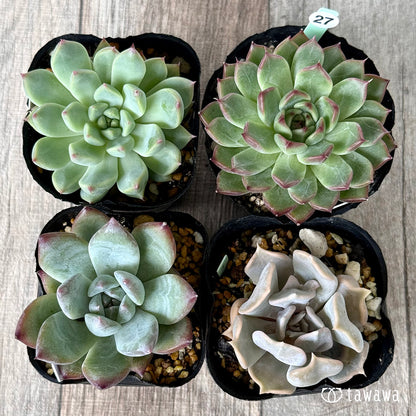 6-seedling set (Chanhee Farm) [Tawawa House seedlings]