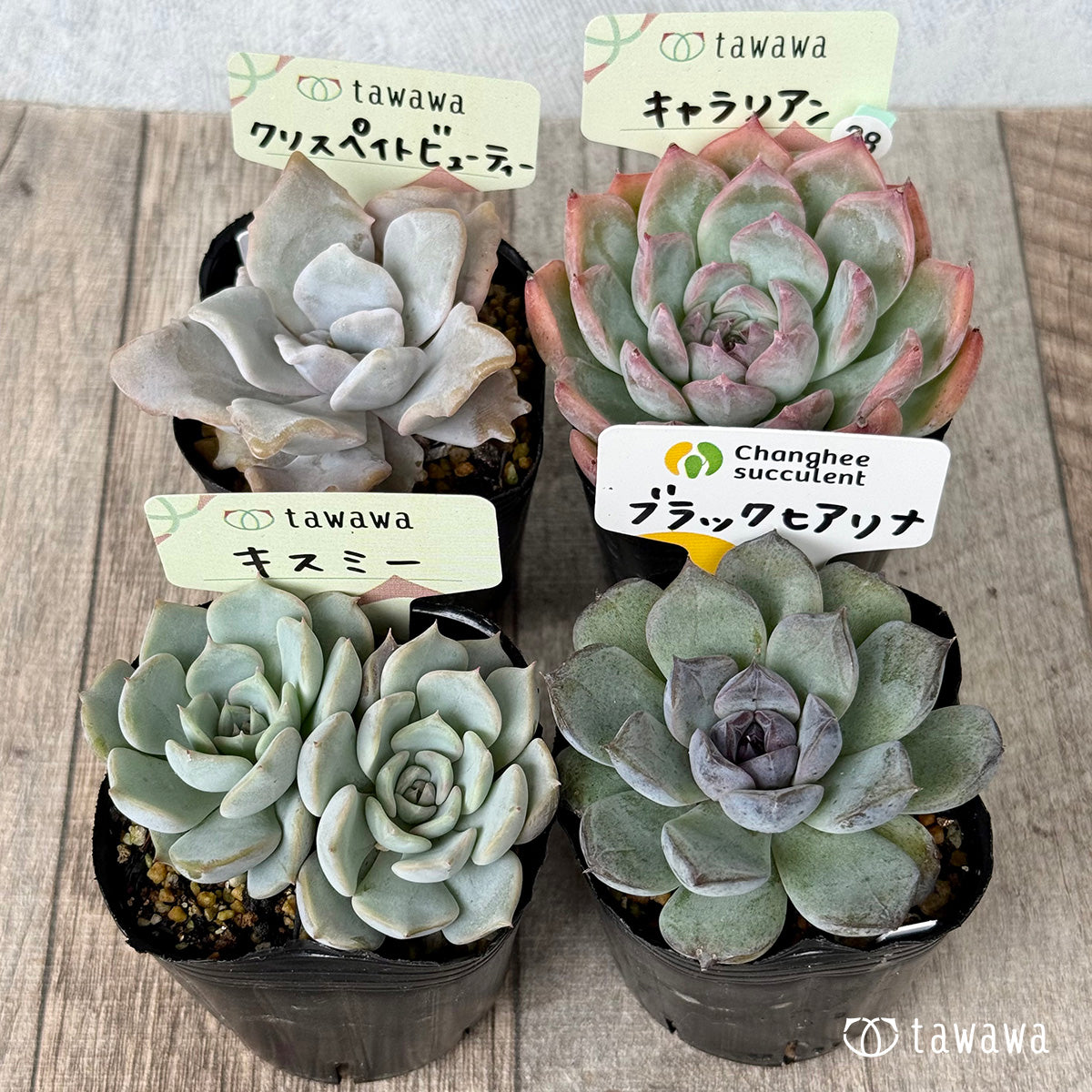 6-seedling set (Chanhee Farm) [Tawawa House seedlings]
