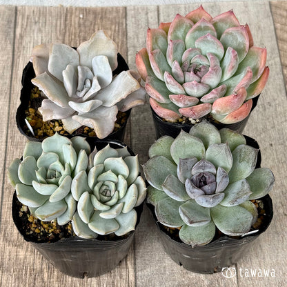 6-seedling set (Chanhee Farm) [Tawawa House seedlings]