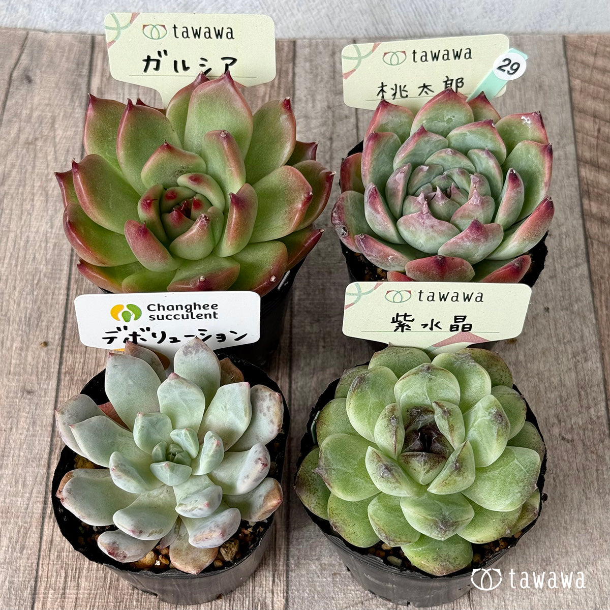6-seedling set (Chanhee Farm) [Tawawa House seedlings]