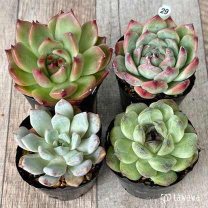 6-seedling set (Chanhee Farm) [Tawawa House seedlings]