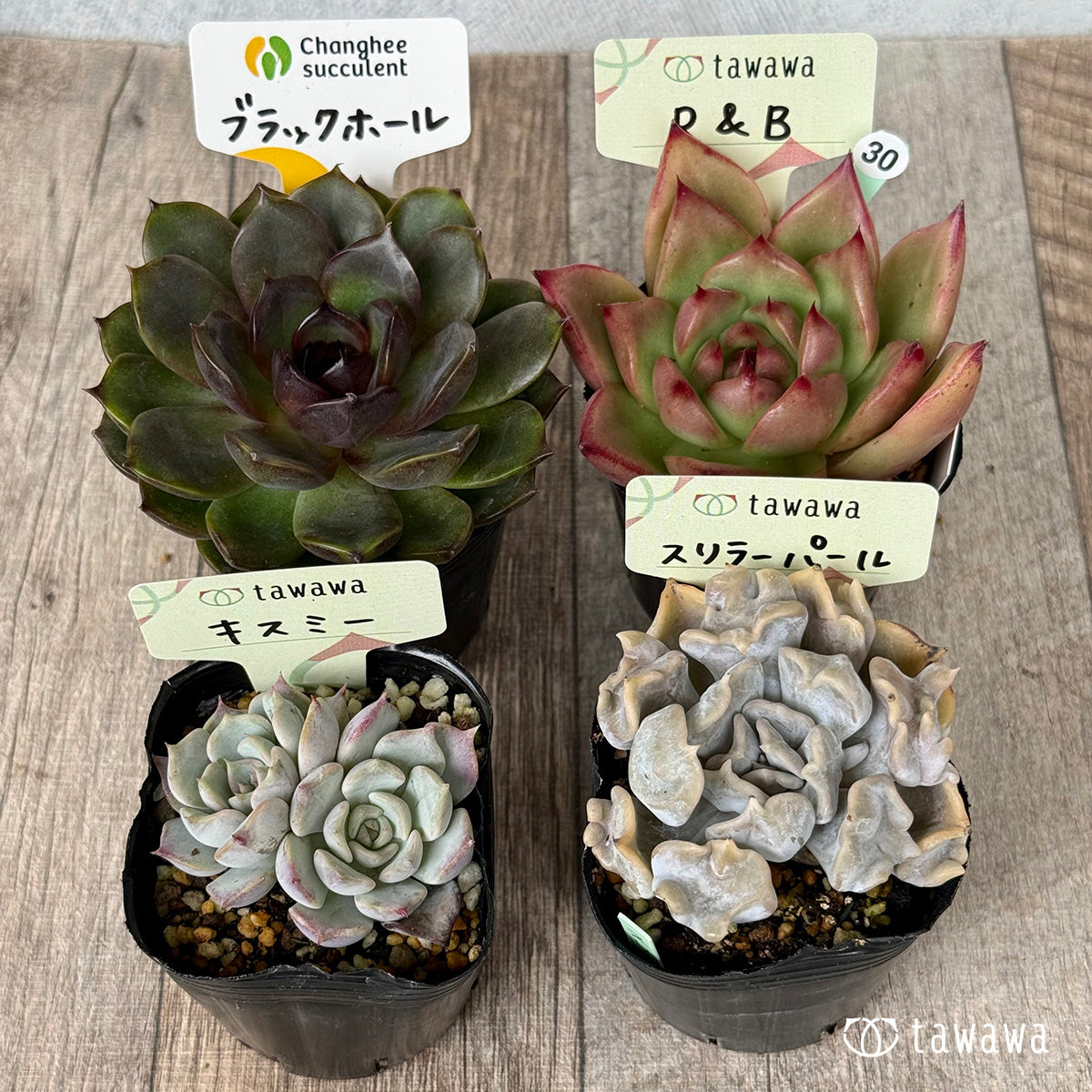 6-seedling set (Chanhee Farm) [Tawawa House seedlings]