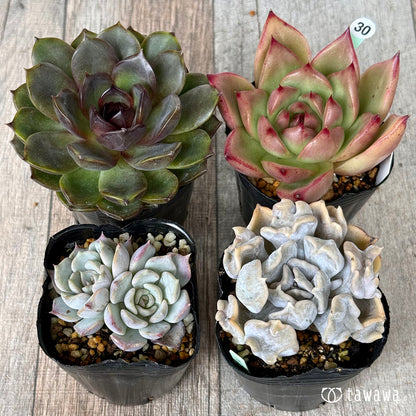 6-seedling set (Chanhee Farm) [Tawawa House seedlings]