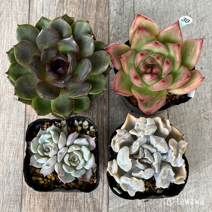 6-seedling set (Chanhee Farm) [Tawawa House seedlings]