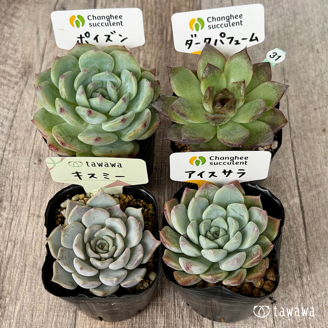 6-seedling set (Chanhee Farm) [Tawawa House seedlings]