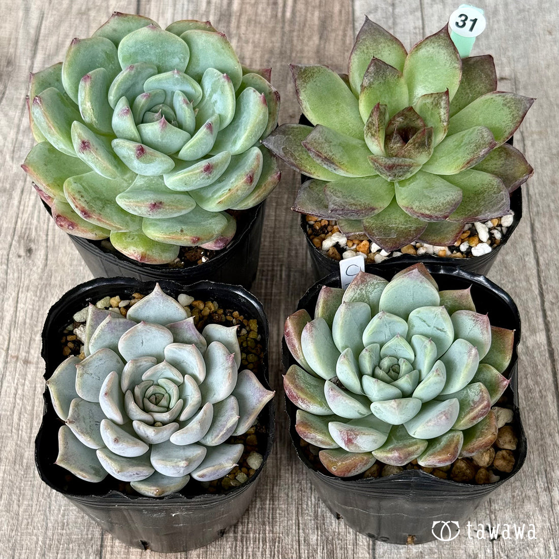 6-seedling set (Chanhee Farm) [Tawawa House seedlings]