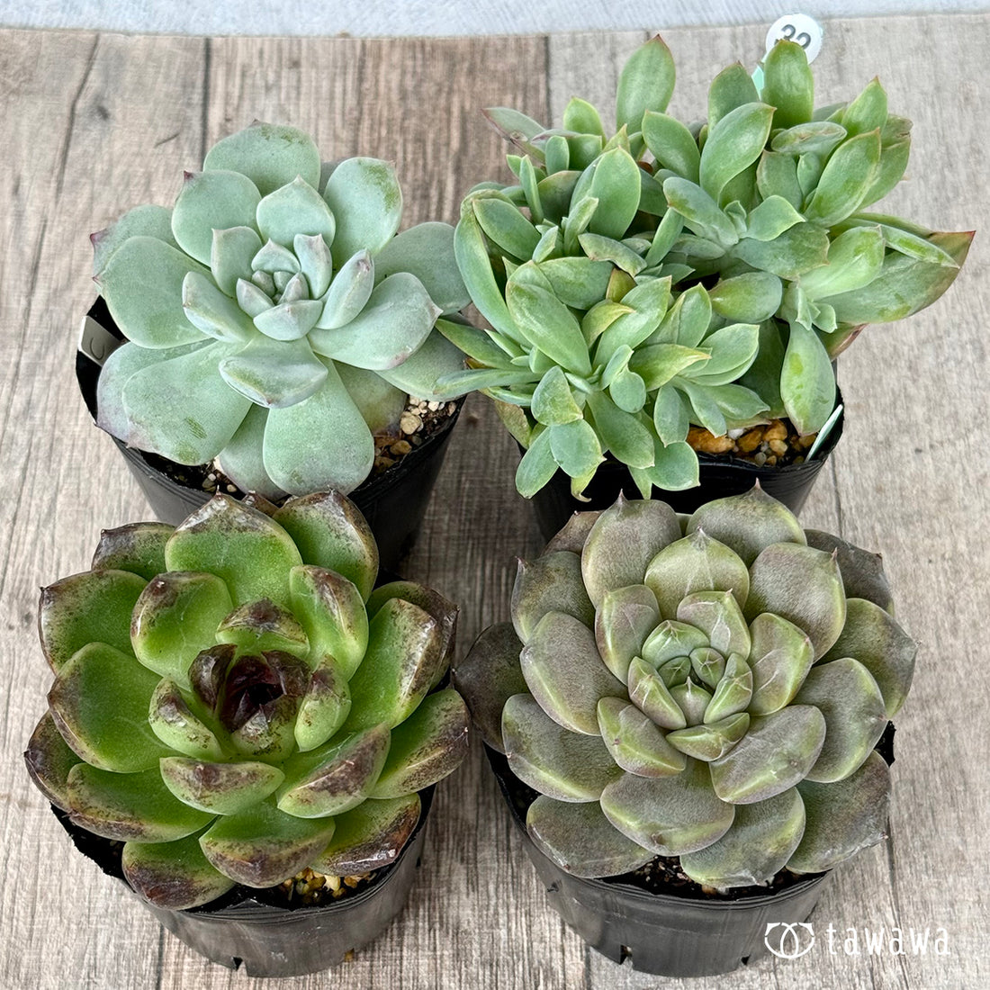 6-seedling set (Chanhee Farm) [Tawawa House seedlings]