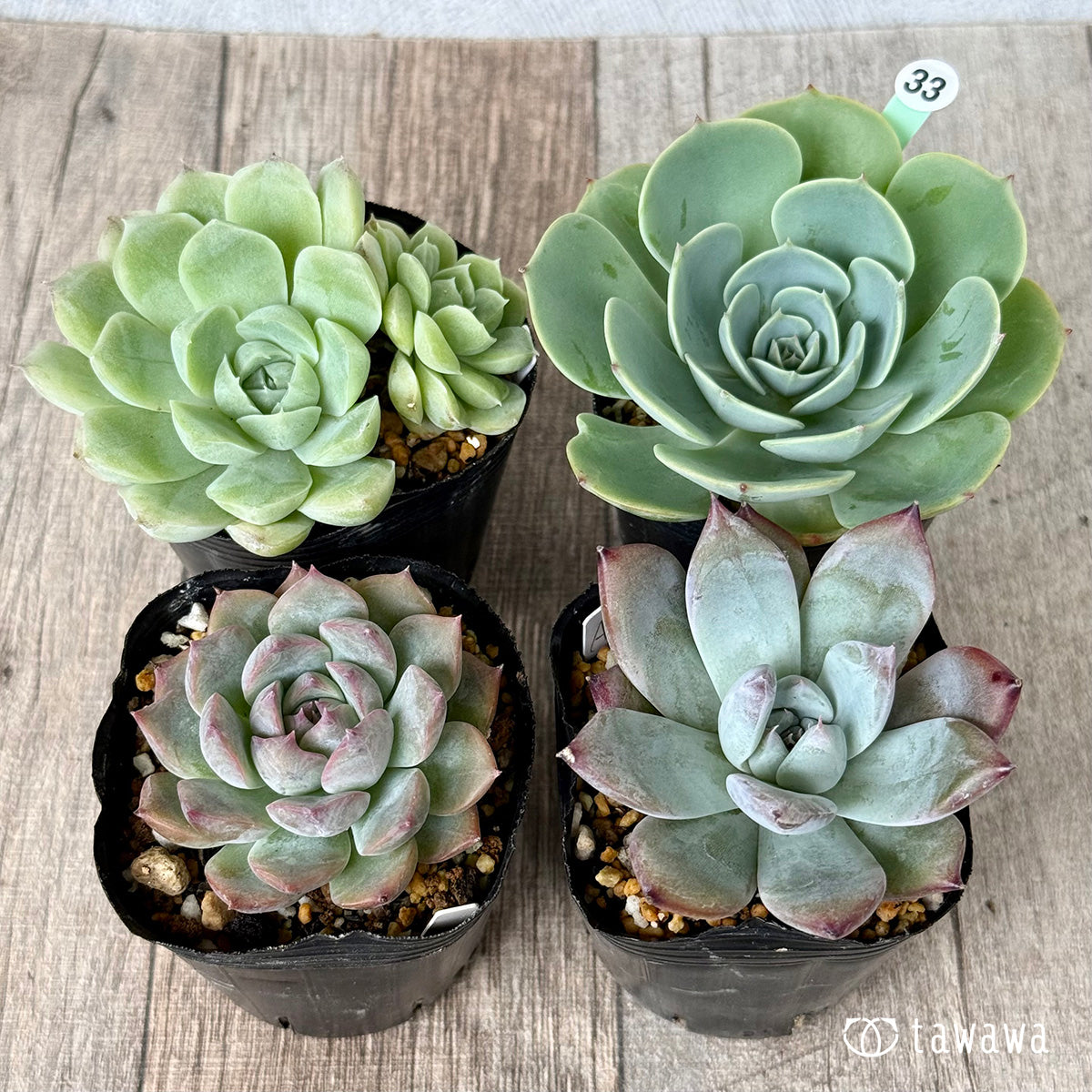 6-seedling set (Chanhee Farm) [Tawawa House seedlings]