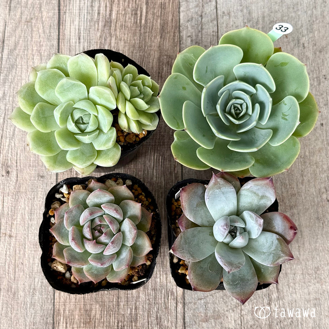 6-seedling set (Chanhee Farm) [Tawawa House seedlings]