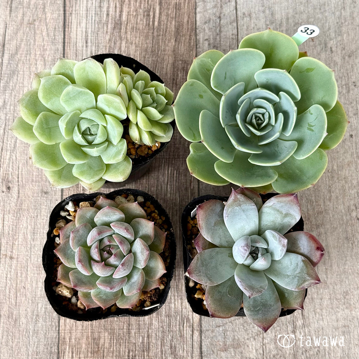 6-seedling set (Chanhee Farm) [Tawawa House seedlings]