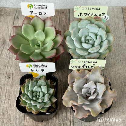 6-seedling set (Chanhee Farm) [Tawawa House seedlings]