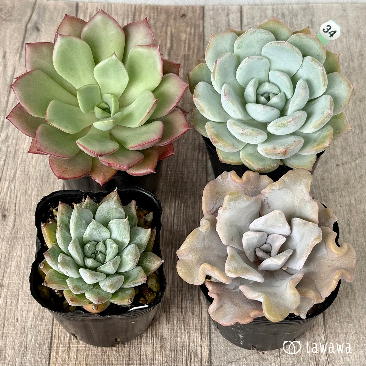 6-seedling set (Chanhee Farm) [Tawawa House seedlings]