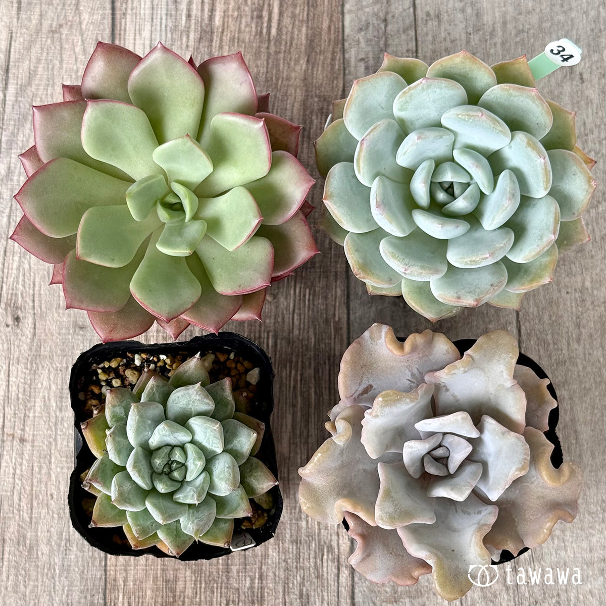 6-seedling set (Chanhee Farm) [Tawawa House seedlings]