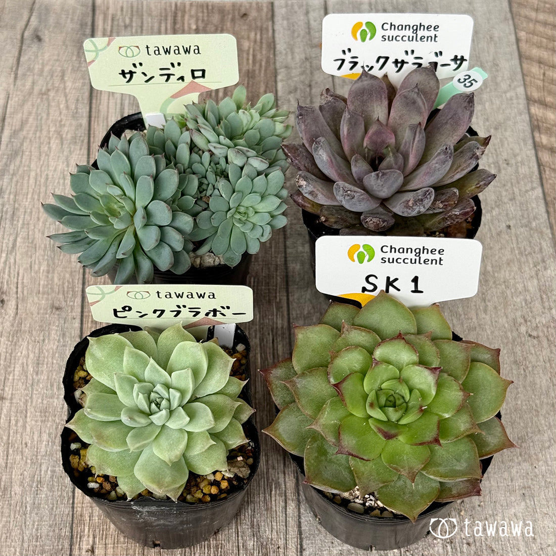 6-seedling set (Chanhee Farm) [Tawawa House seedlings]