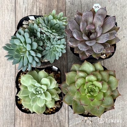 6-seedling set (Chanhee Farm) [Tawawa House seedlings]