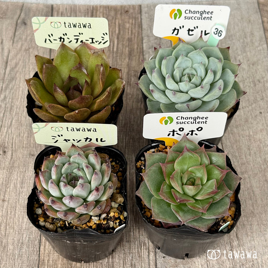 6-seedling set (Chanhee Farm) [Tawawa House seedlings]