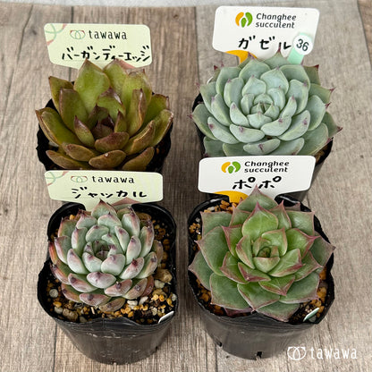 6-seedling set (Chanhee Farm) [Tawawa House seedlings]