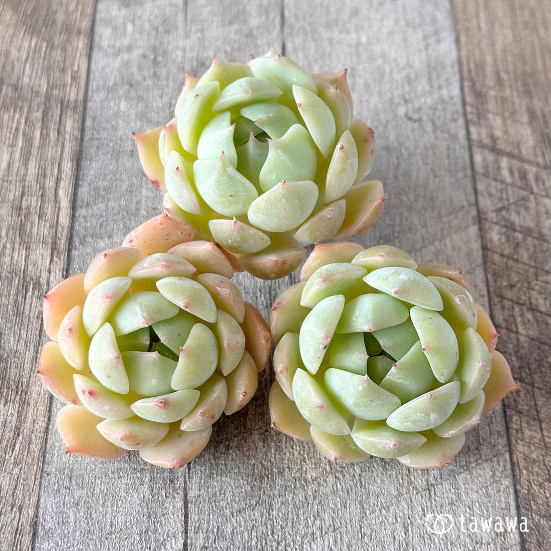 New Arrivals: Ice Green