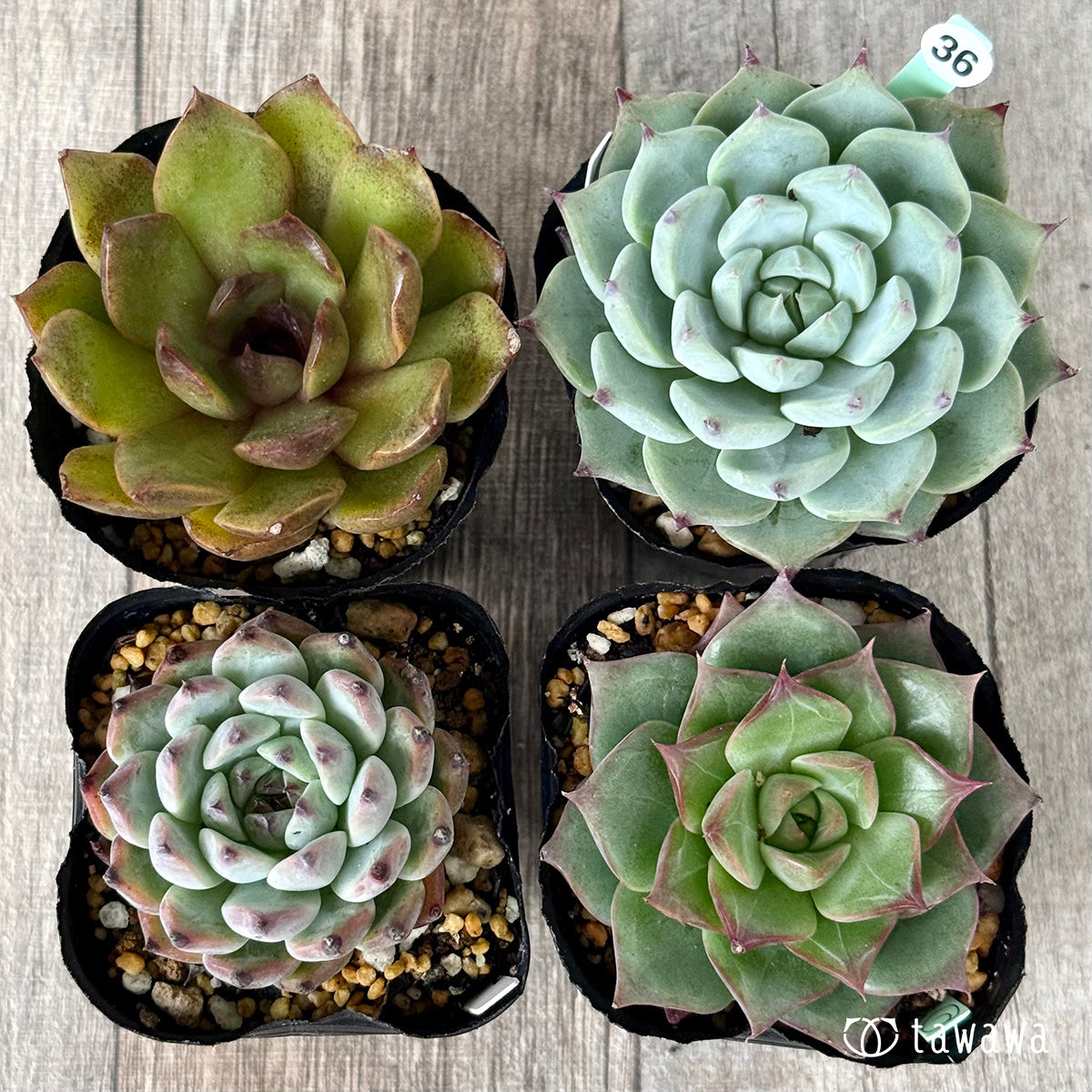6-seedling set (Chanhee Farm) [Tawawa House seedlings]