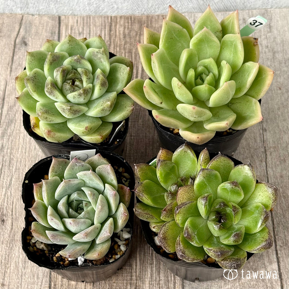 6-seedling set (Chanhee Farm) [Tawawa House seedlings]