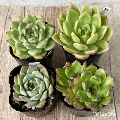 6-seedling set (Chanhee Farm) [Tawawa House seedlings]