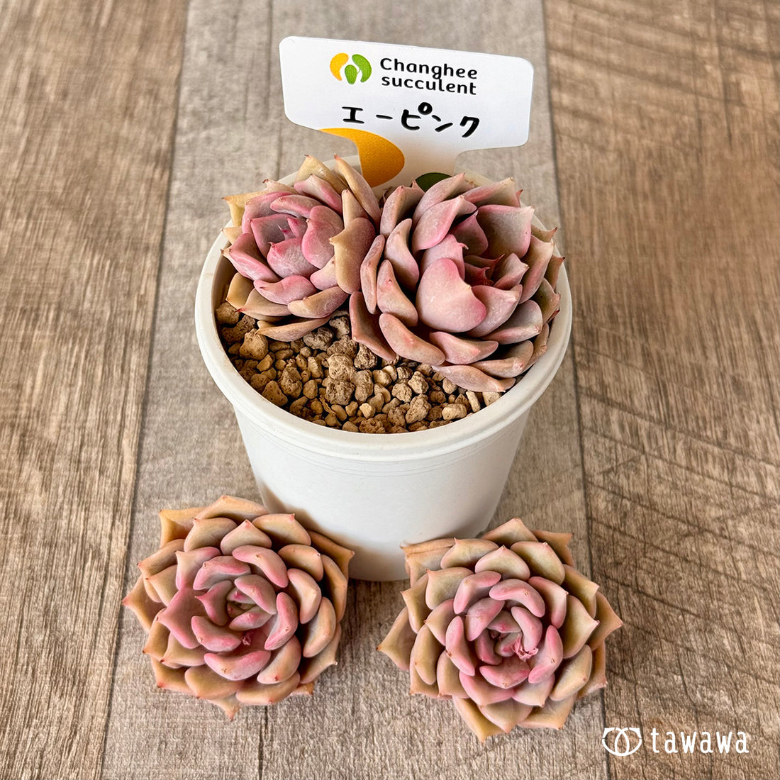 New Arrivals: Ice Green