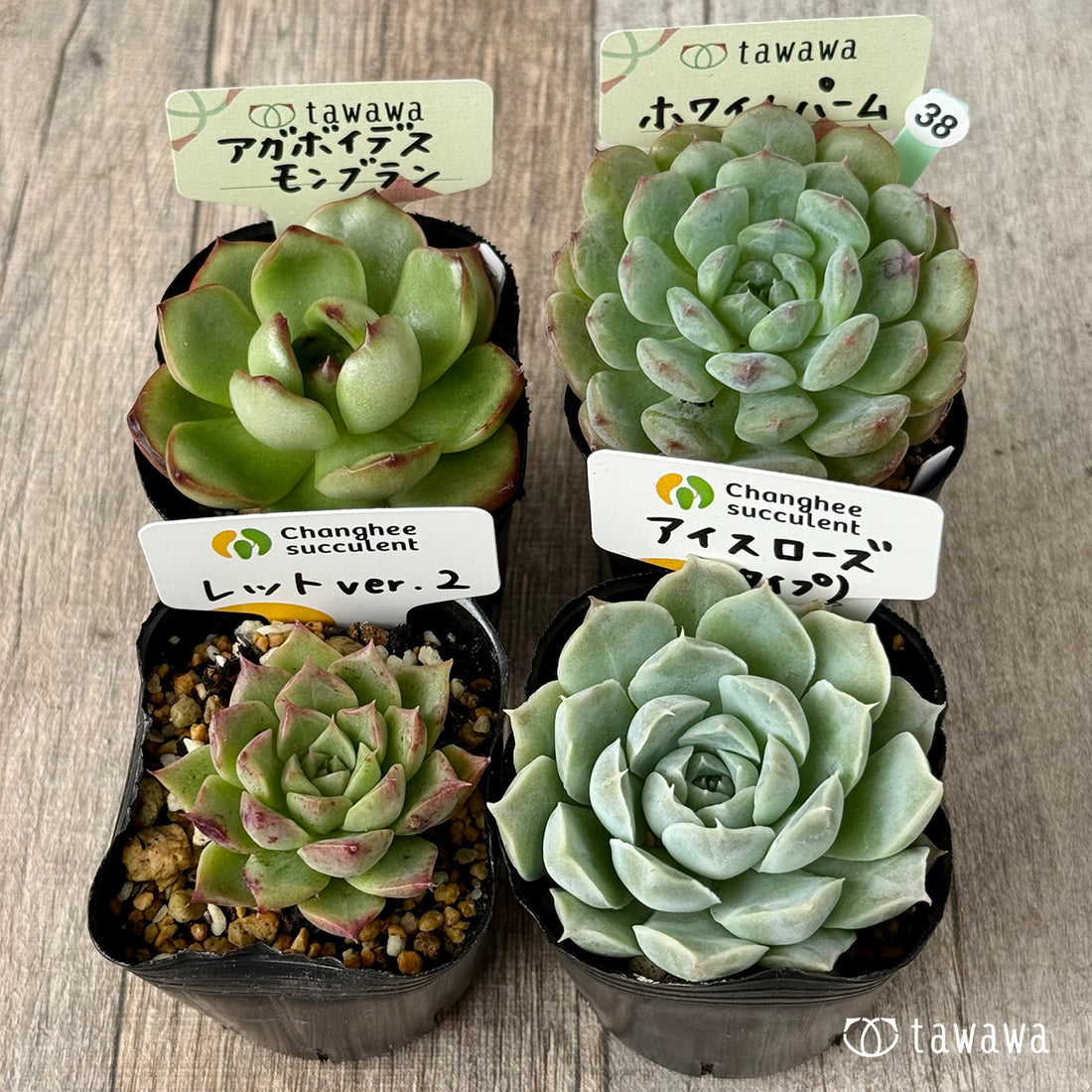 6-seedling set (Chanhee Farm) [Tawawa House seedlings]