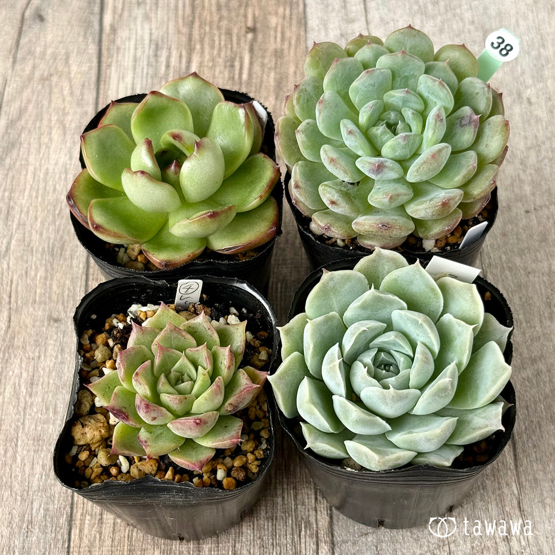 6-seedling set (Chanhee Farm) [Tawawa House seedlings]
