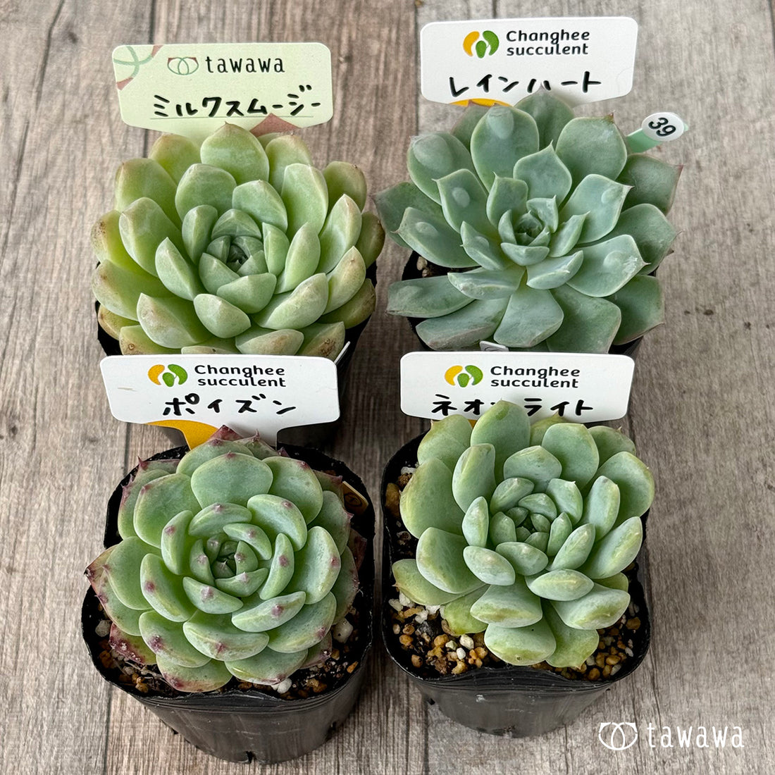 6-seedling set (Chanhee Farm) [Tawawa House seedlings]