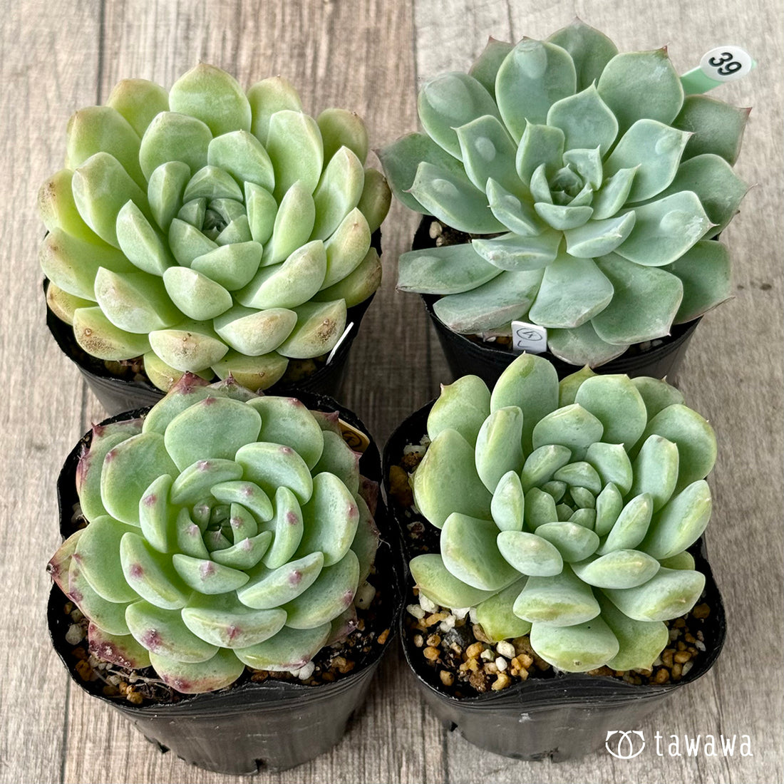 6-seedling set (Chanhee Farm) [Tawawa House seedlings]