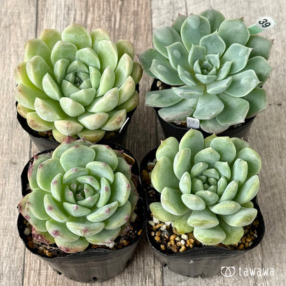 6-seedling set (Chanhee Farm) [Tawawa House seedlings]