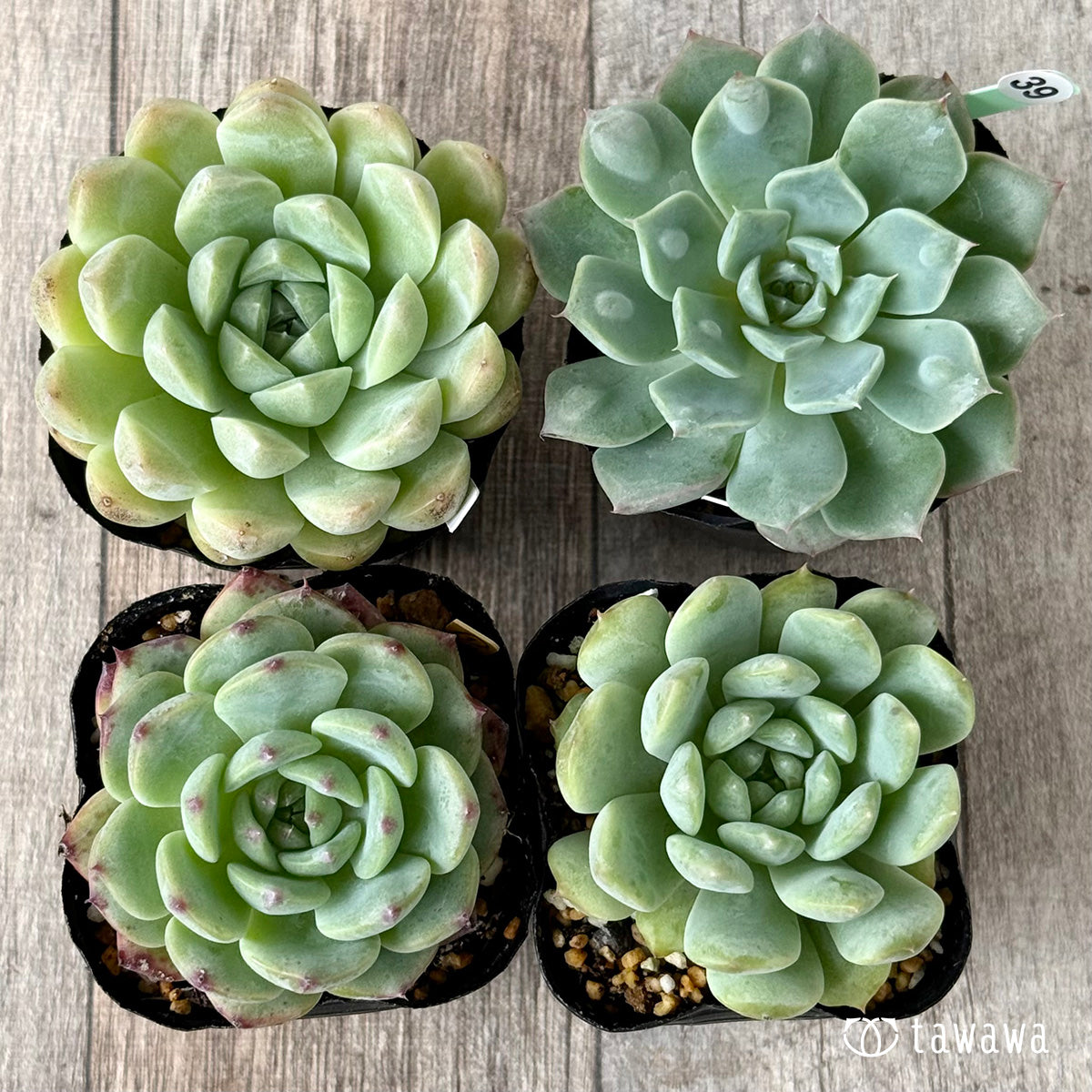 6-seedling set (Chanhee Farm) [Tawawa House seedlings]